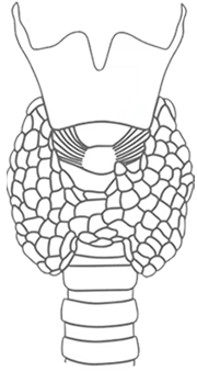 thyroid gland