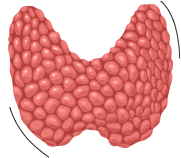 hyperthyroid patients